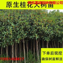 桂花树大树地栽原生八月金桂丹桂盆栽别墅庭院绿化苗木四季常青