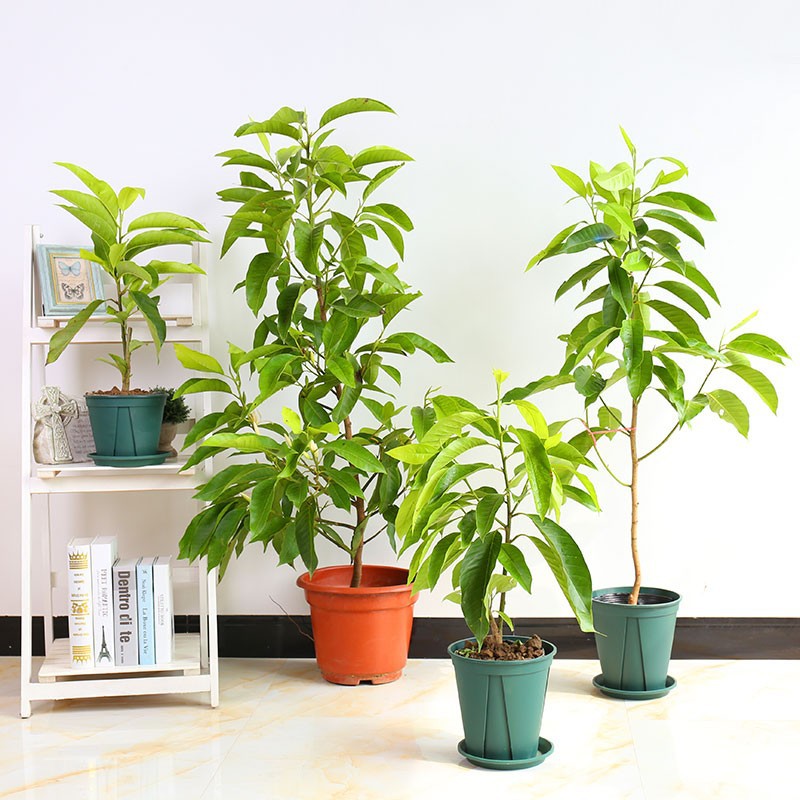 白兰花盆栽 花卉植物室内花四季黄角兰白玉兰树苗带花苞当年开花