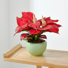 速发中华金边全j青万年青盆栽绿植室内植物客厅摆放吸甲醛新婚乔