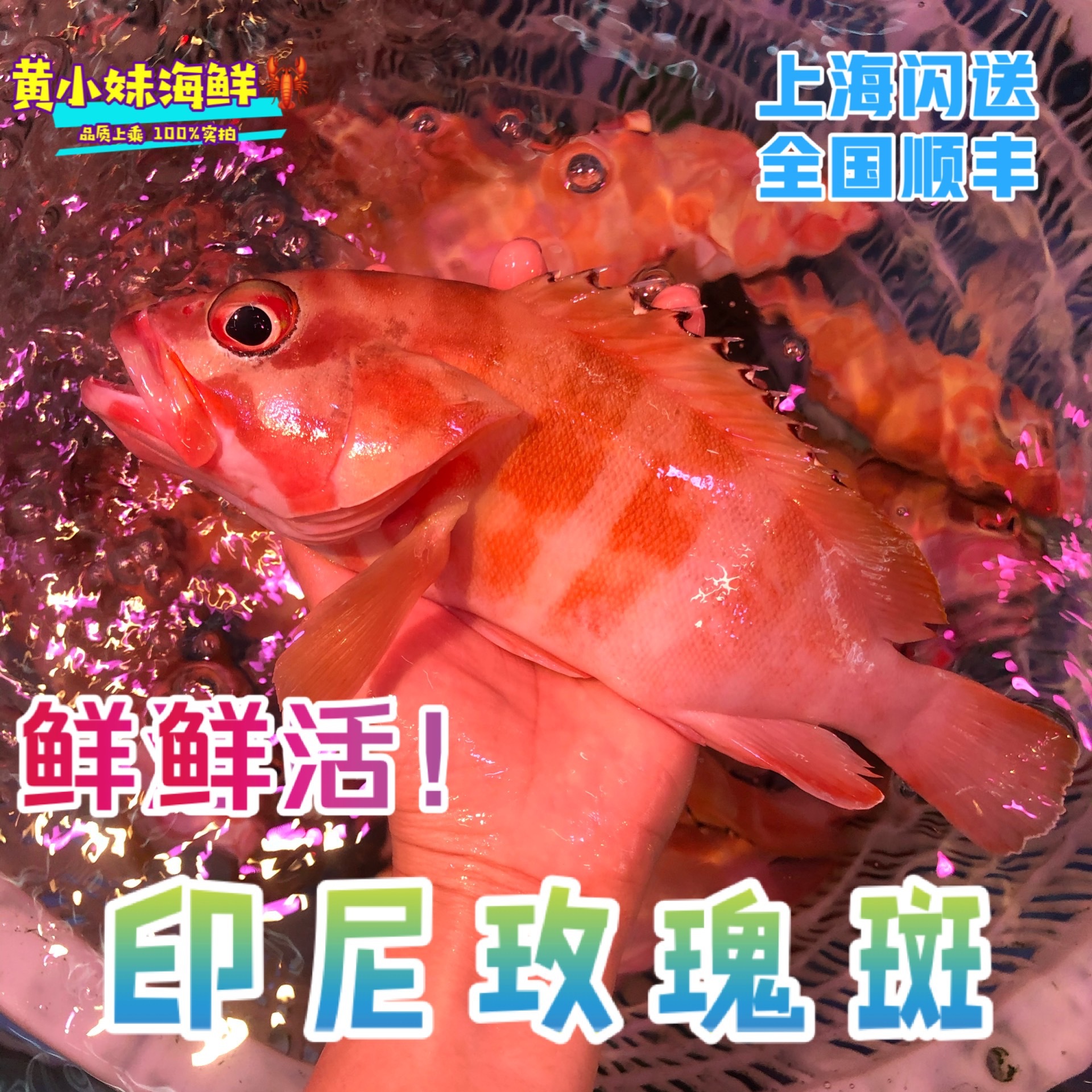鲜活发货 野生海捕印尼玫瑰斑鱼活体东星斑红石斑鱼上海闪送