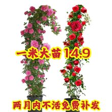 蔷薇花苗四季开花欧月藤本月季爬藤大苗大花浓香阳台庭院花卉盆栽