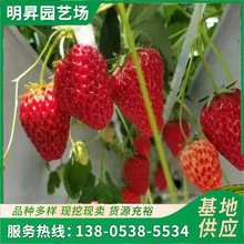 适合南北方种植草莓苗品种介绍 量大从优 章姬红颜淡雪白草莓苗