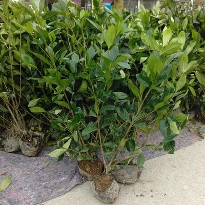 金森女贞;红叶石楠;小叶黄杨;金边黄杨;北海道黄杨;三七兰花;彩叶杞柳