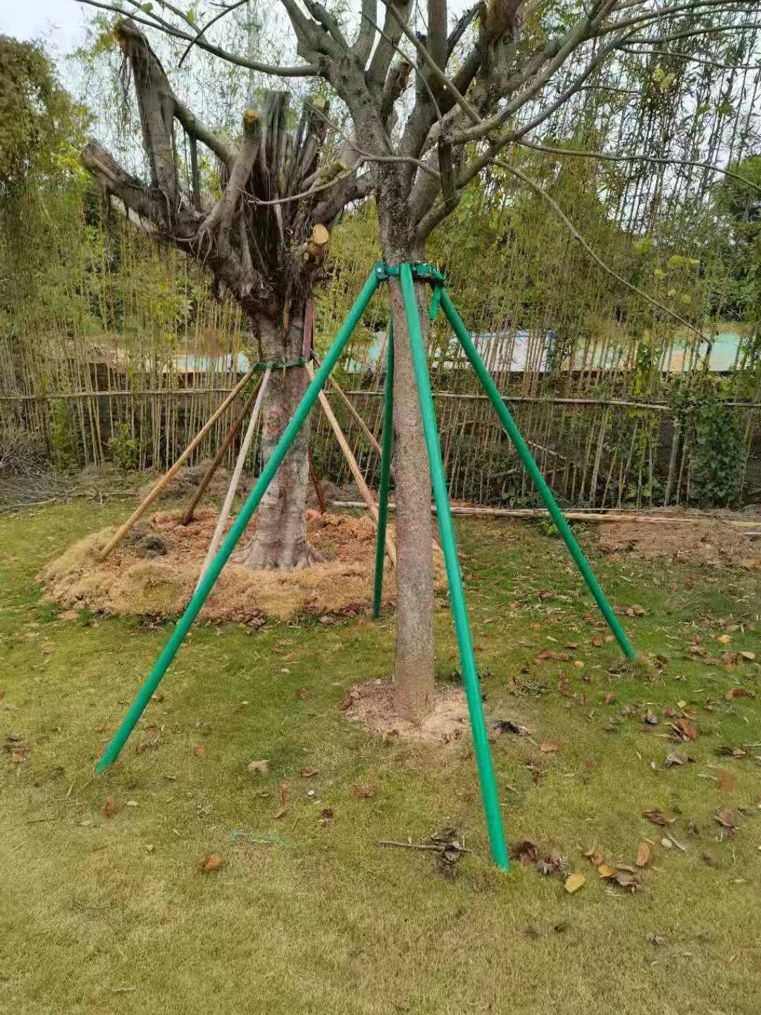 镀锌钢管树木支撑架 金属铁抱箍固定器 园林绿化防风大树撑杆苗木