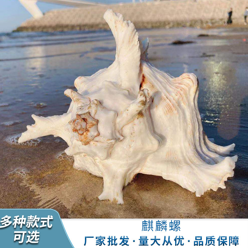 厂家批发 多种样式可选 麒麟螺 欢迎来电选购