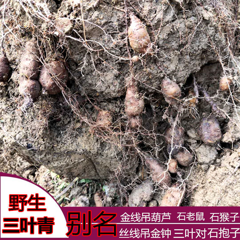 三叶青金线吊葫芦三叶青石猴子新鲜三叶青浙江石老鼠包邮-阿里巴巴