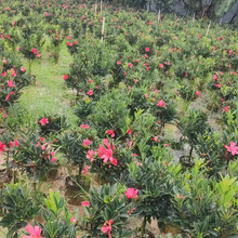 福建四季茶花批发 绿化四季茶花价格四季茶花产地直供大量批发