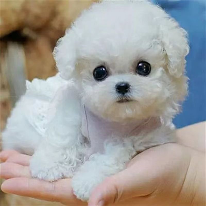 双血统比熊幼犬活体纯种比熊茶杯犬小型犬宠物犬宠物狗伴侣犬批发