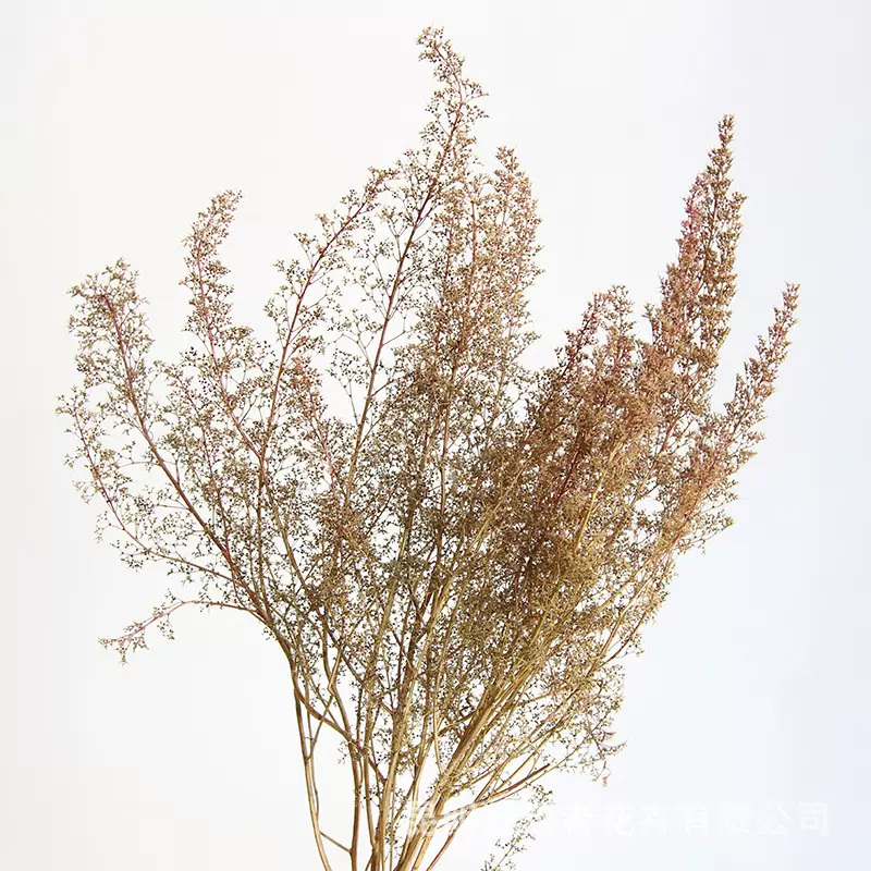 狂想者新品【刺黎干花束】建筑模型微景观树木灌木DIY相框画装饰