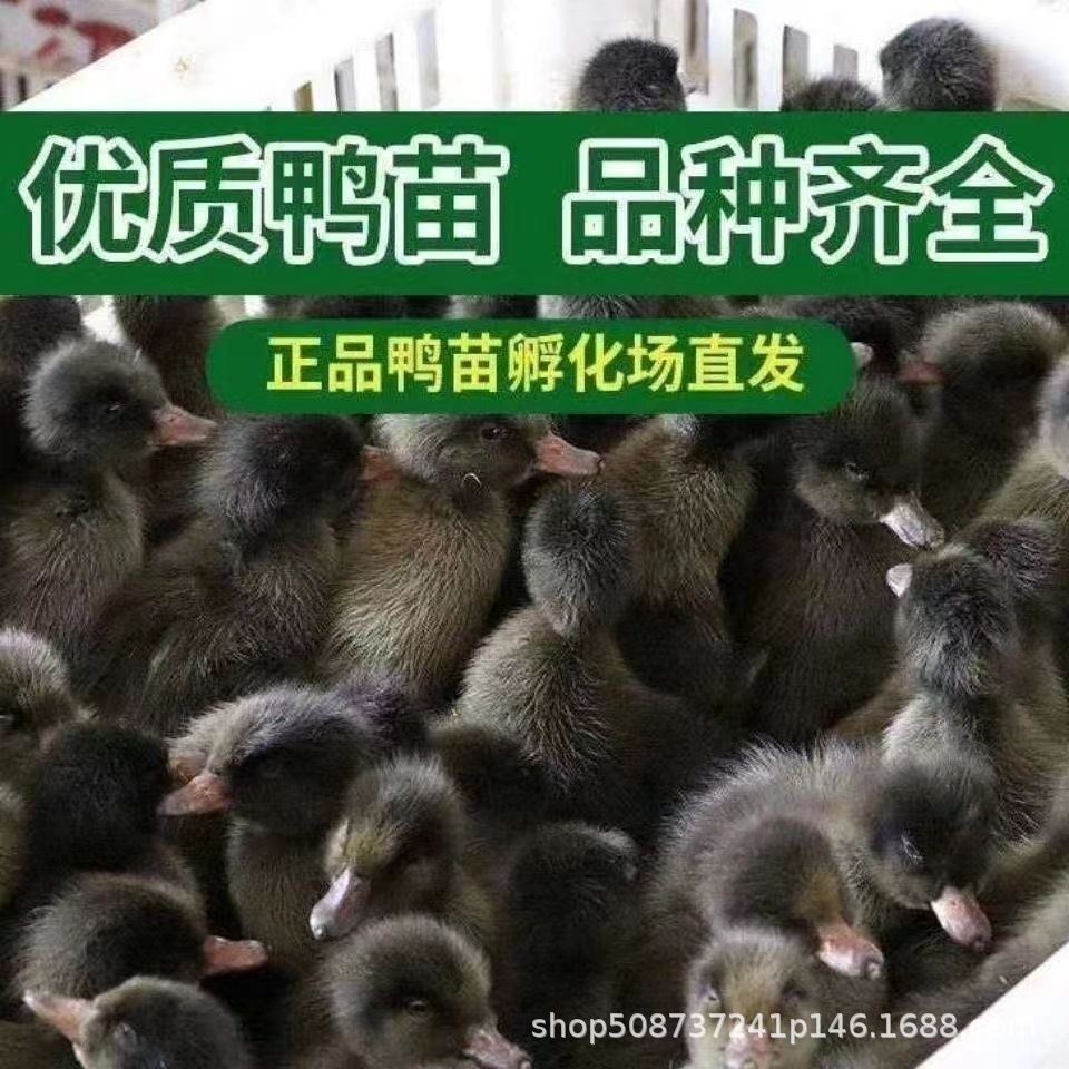 正品大种黑番鸭苗纯种红脸番鸭活苗优质健康纯黑色小鸭子洋鸭旱鸭