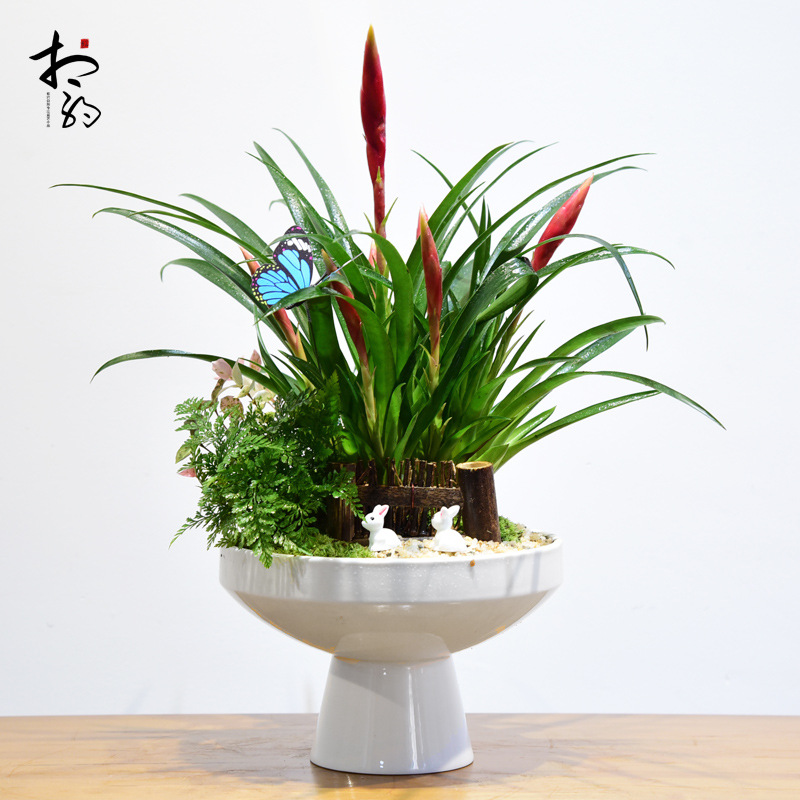 小辣椒招财手盆栽绿植四季常青花卉室内办公阳台鸿运当头盆景植物