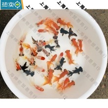 日本纯种锦鲤水花红白三色白写昭和活鱼草金小鱼苗幼苗淡水观赏鱼