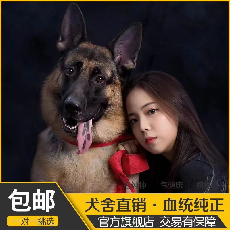 纯种德国牧羊犬幼犬活体出售德牧幼犬活体活物幼崽平背弓背德牧犬