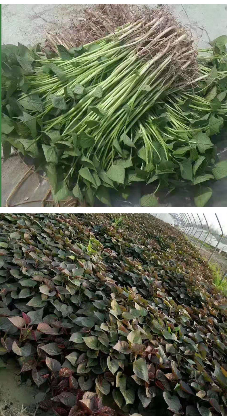 产地直发脱毒红薯苗白薯红薯紫薯幼苗烤红薯用烟薯苗蜜薯苗