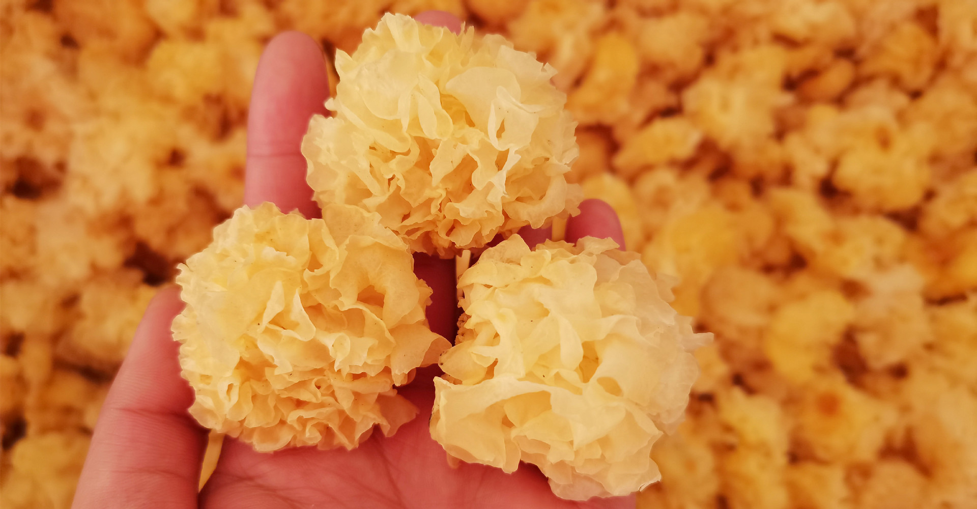 云南特产椴木小银耳2斤 银耳干货 糯耳 丑耳 银耳羹 基地货源