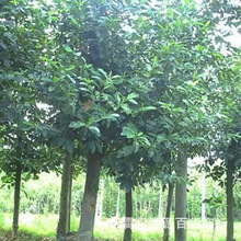 桤木种子水冬瓜树种子水青风桤蒿江南桤木种子香草种子观赏树种子