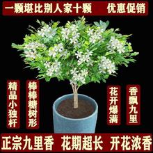 包邮正宗九里香七里香盆栽浓香型带花苞驱蚊植物四季常青室内客厅