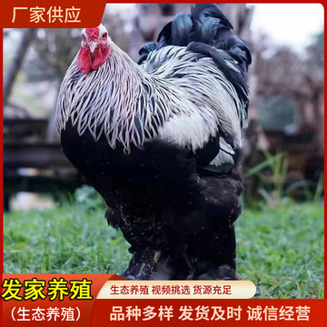 大体型婆罗门鸡纯种巨型观赏婆罗门鸡苗幼苗脱温婆罗门鸡苗活体