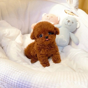 纯种泰迪犬幼犬活体小泰迪狗长不大的茶杯泰迪贵宾犬宠物狗活体