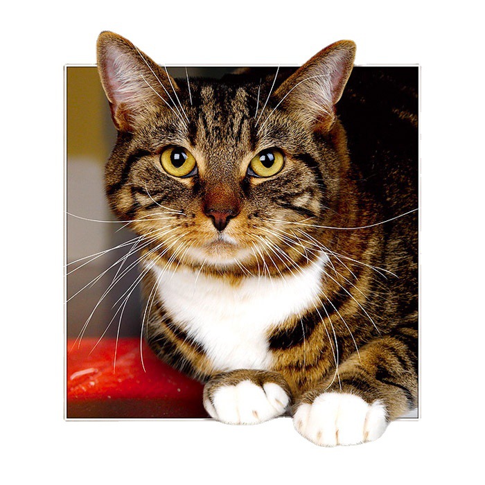 3d品牌厂家批发直销5d立体画动物猫咪三维立体画效果多变图轻奢挂画