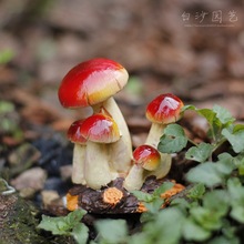 适用外贸出口原单蘑菇微景观儿童房花园桌面植物摆件树脂装饰品礼