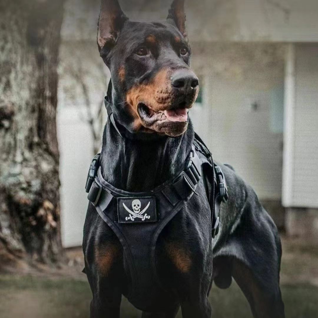 纯种杜宾犬幼犬活体出售德系美系杜宾幼崽赛级杜宾陪伴护卫犬小狗