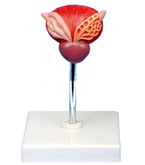 跨境enovo颐诺医学教学模型enovo颐诺 医学教学模型 膀胱模型