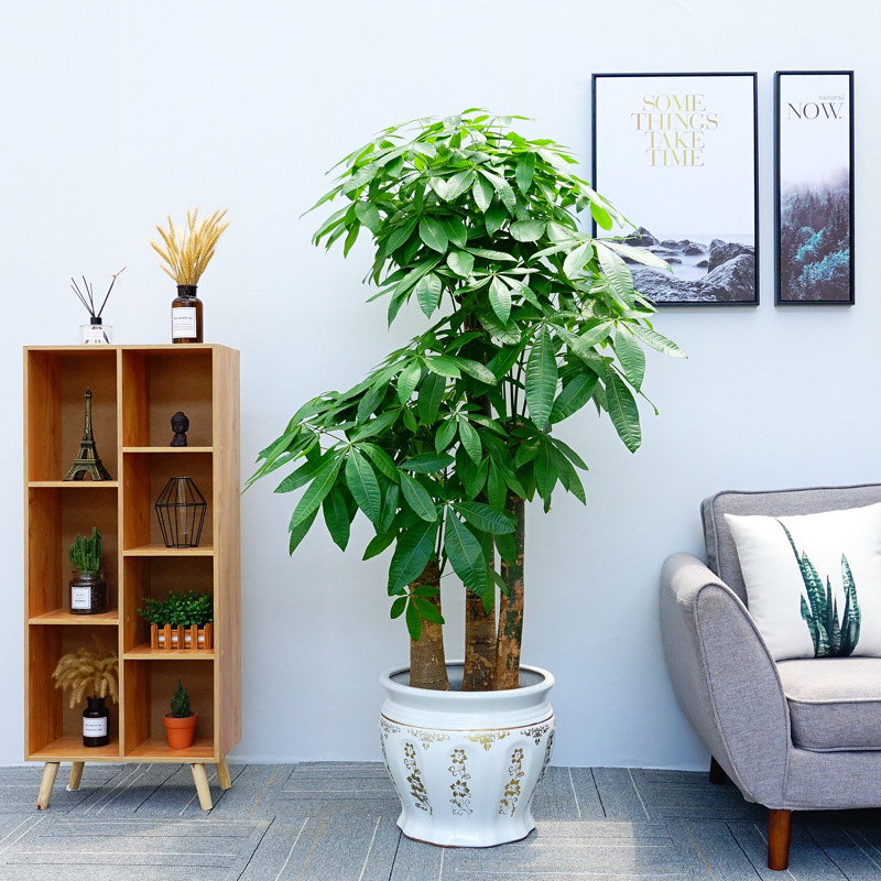 大棵发财树大厅金钱树室内放客厅的盘栽植物新房子装饰品乔迁