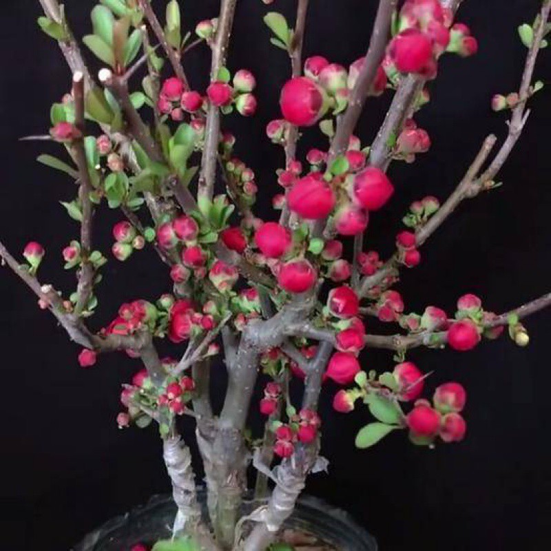 精品长寿冠海棠花盆栽造型盆景耐寒四季开花带花海棠树苗北方种植