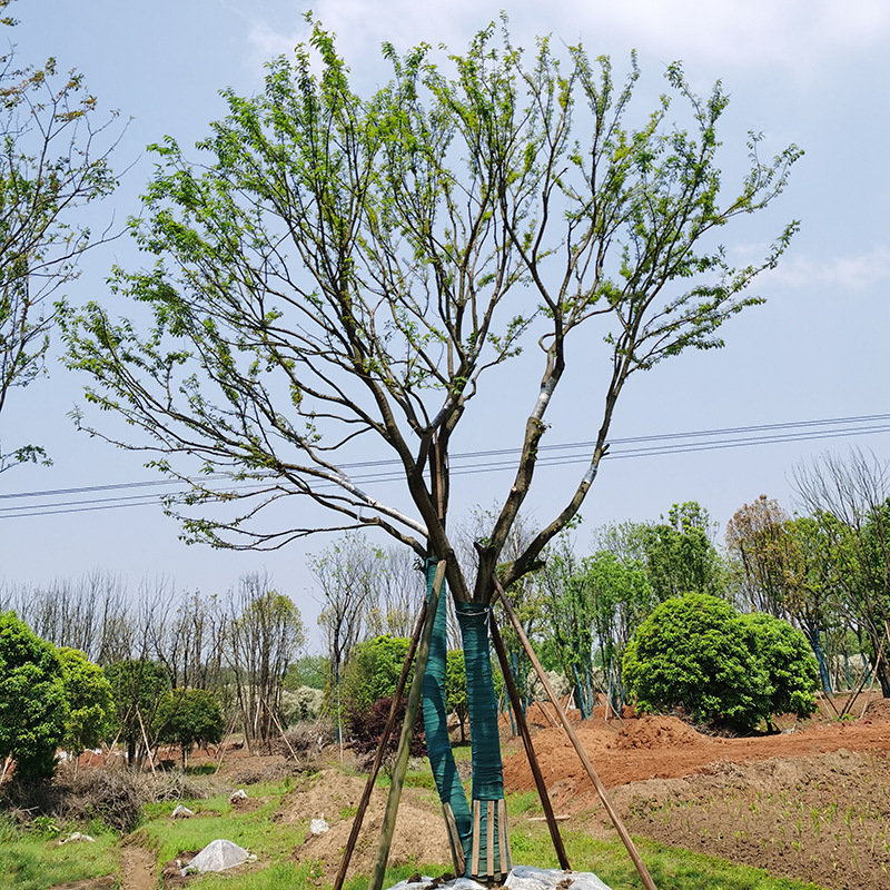 单杆朴树园林基地供应批发工程绿化景观行道树苗庭院丛生朴树