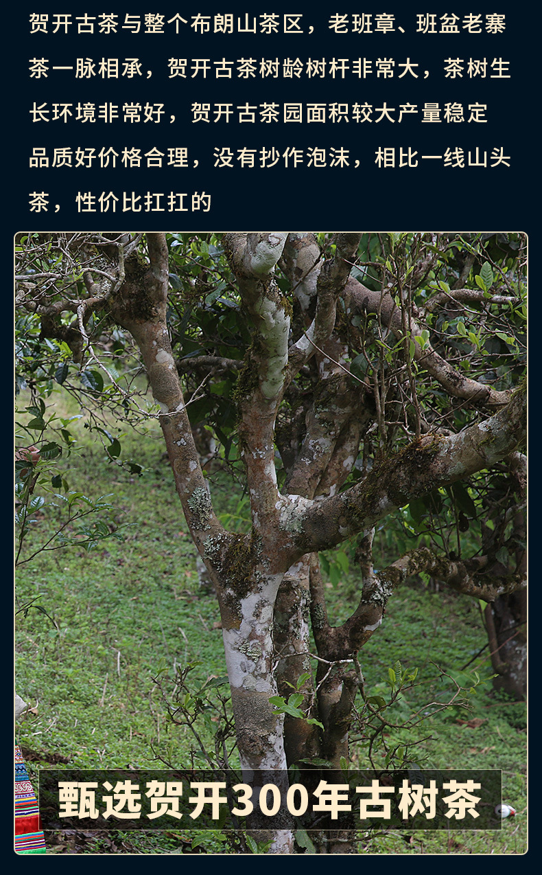 云南普洱茶 生茶 新益号茶叶 龙柱 私家古树春茶 1000g 产地直批