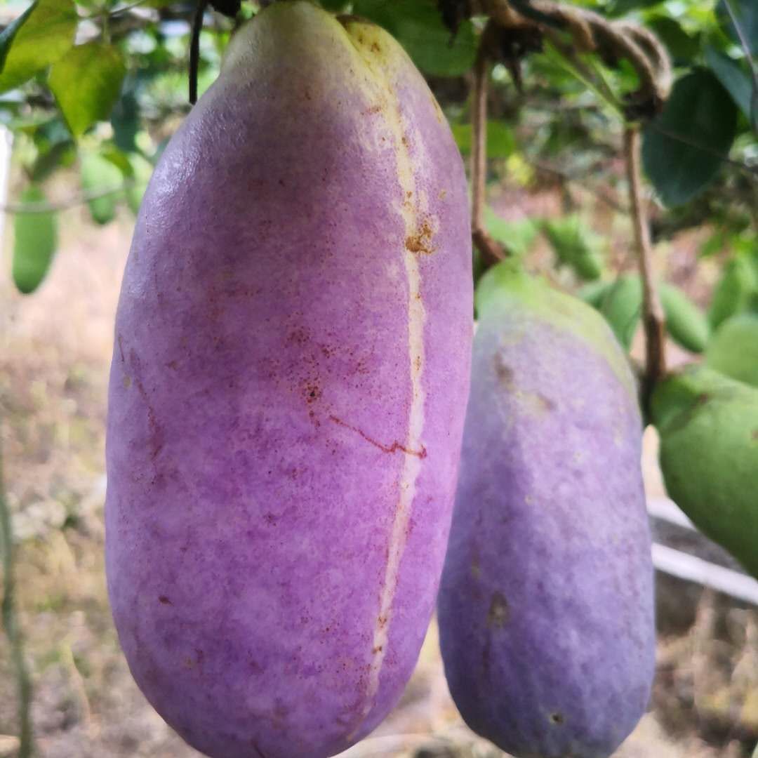 8月炸野果大果八月瓜5斤新鲜水果野香蕉预知子香糯甜瓜八月炸