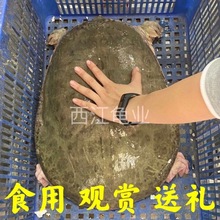 外塘珍珠鳖大甲鱼三年靓货,想吃来7-20斤都有 只