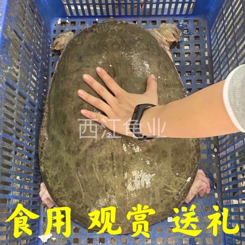 大甲鱼活物珍珠鳖山瑞食用观赏养殖活体巨型水鱼外塘中华老鳖批发