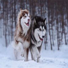纯种阿拉斯加幼犬活体黑白红色灰色熊版阿拉斯加雪橇犬家养宠物犬