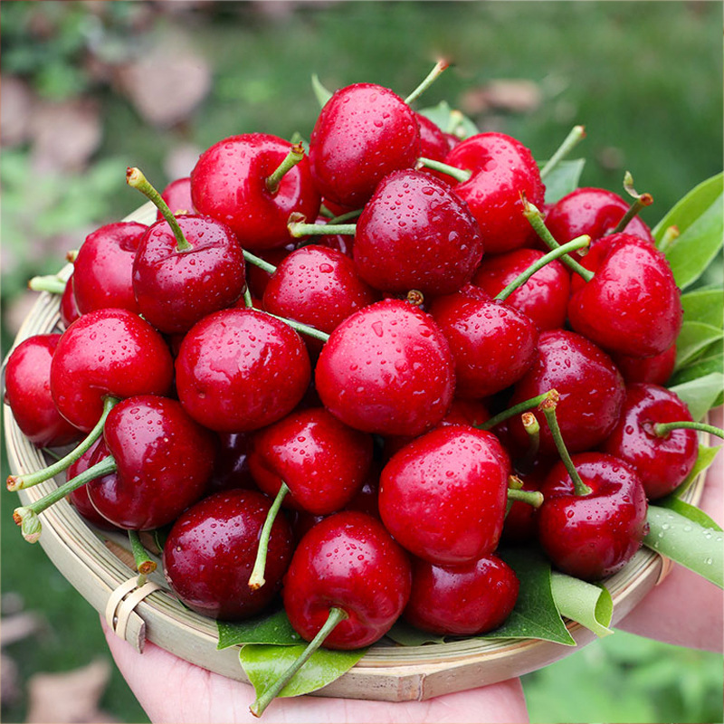 顺丰山东烟台美早樱桃1/5斤应季新鲜国产车厘子红樱桃酸甜孕妇水