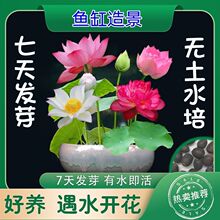 夏季清仓碗莲水培花卉水养四季开花绿植鱼缸睡莲荷花室内无土盆栽