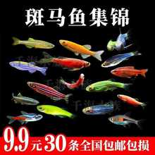 灯科鱼活体红绿灯活体集锦斑马鱼小型热带淡水鱼观赏鱼活体包邮
