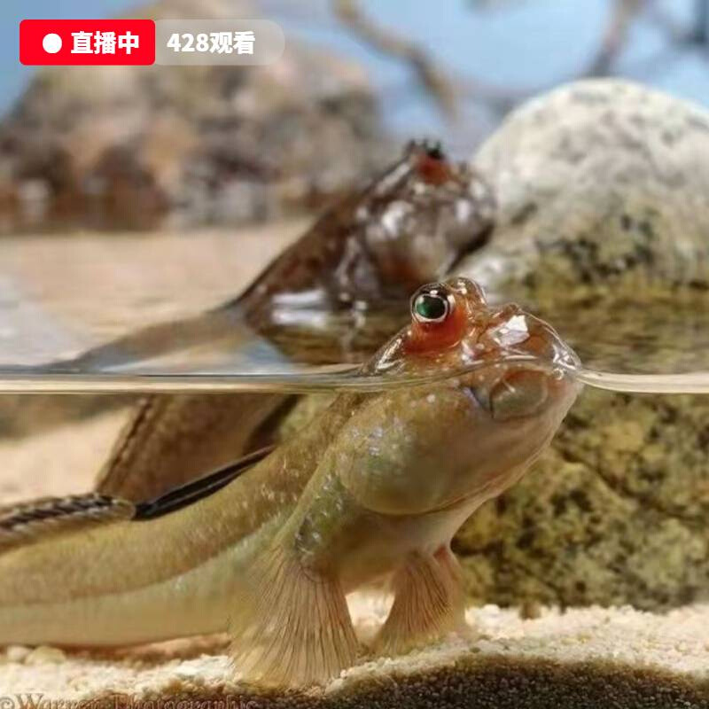 跳跳鱼弹涂鱼滩涂鱼淡水观赏鱼水陆缸造景两栖鱼会上岸的鱼虾虎鱼
