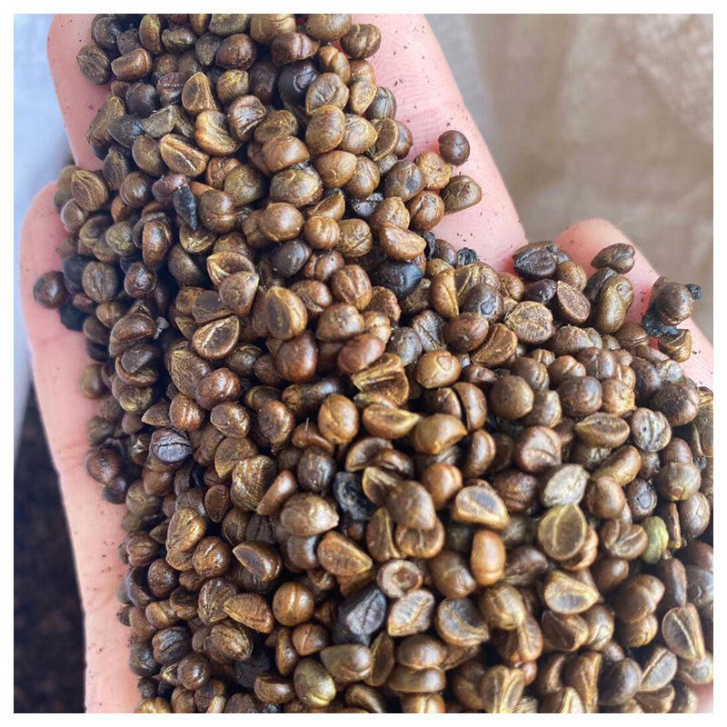 秋天变红阳台爬墙 爬山虎种子供应 五叶地锦种子 虎种籽护坡绿化