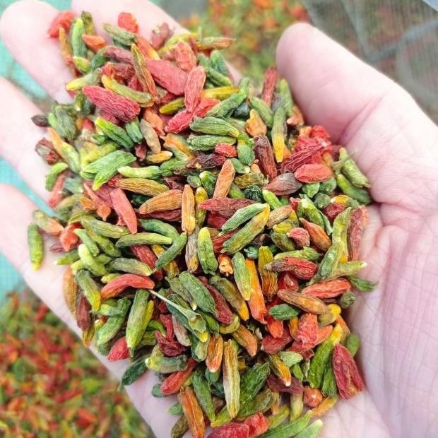 野生枸杞子东北特产长白山天然红枸杞泡茶半斤非宁夏中宁包邮