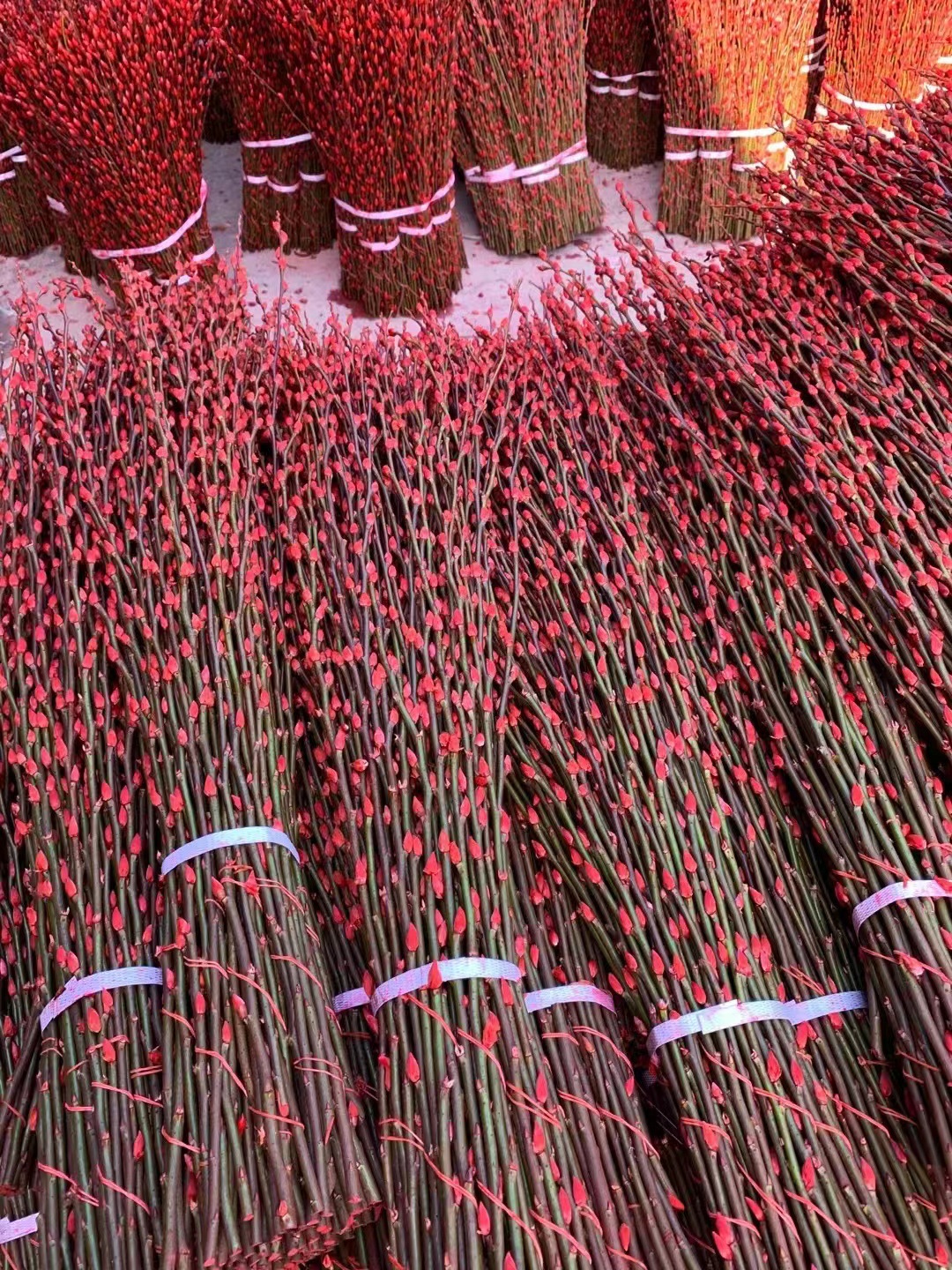 银柳七彩柳1米高厂家基地直发年宵花插福桶四川成都发货不包运费