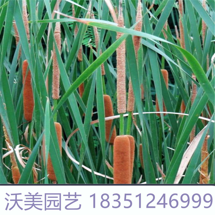 苗圃批发水烛香蒲花 湿地绿化净化水质景观工程河道绿化香蒲苗