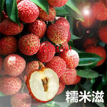 广西荔枝苗无核妃子笑三月红糯米糍荔枝苗带土带叶南北方种植果