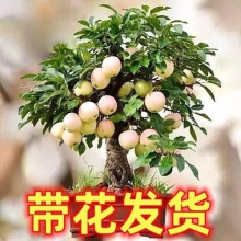 矮化嫁接苹果树老桩苹果盆栽当年结果南方北方耐寒耐热苹果树盆景