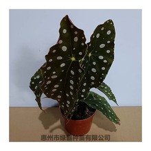 鳟鱼秋海棠裂叶玫瑰海威盆栽绿植盆栽花卉植物