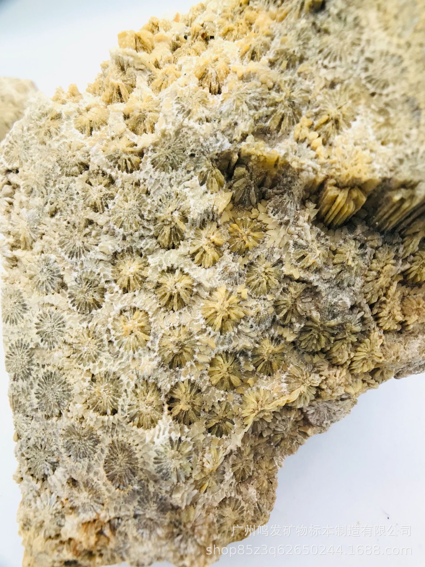 天然珊瑚玉原石原料 菊花玉 有机宝石 发财玉 收藏观赏摆件