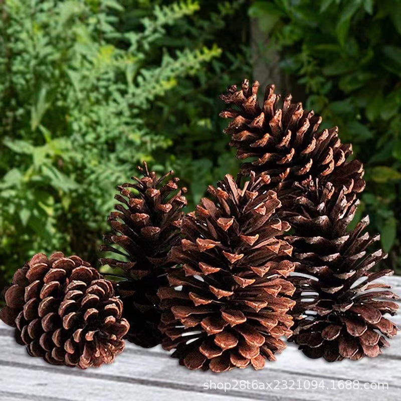 7-18cm Super Large Pine Cone Christmas Decorations Pendant Creative Decoration Shooting Props Dried Flower Bunge Pine Cone Pine Wholesale