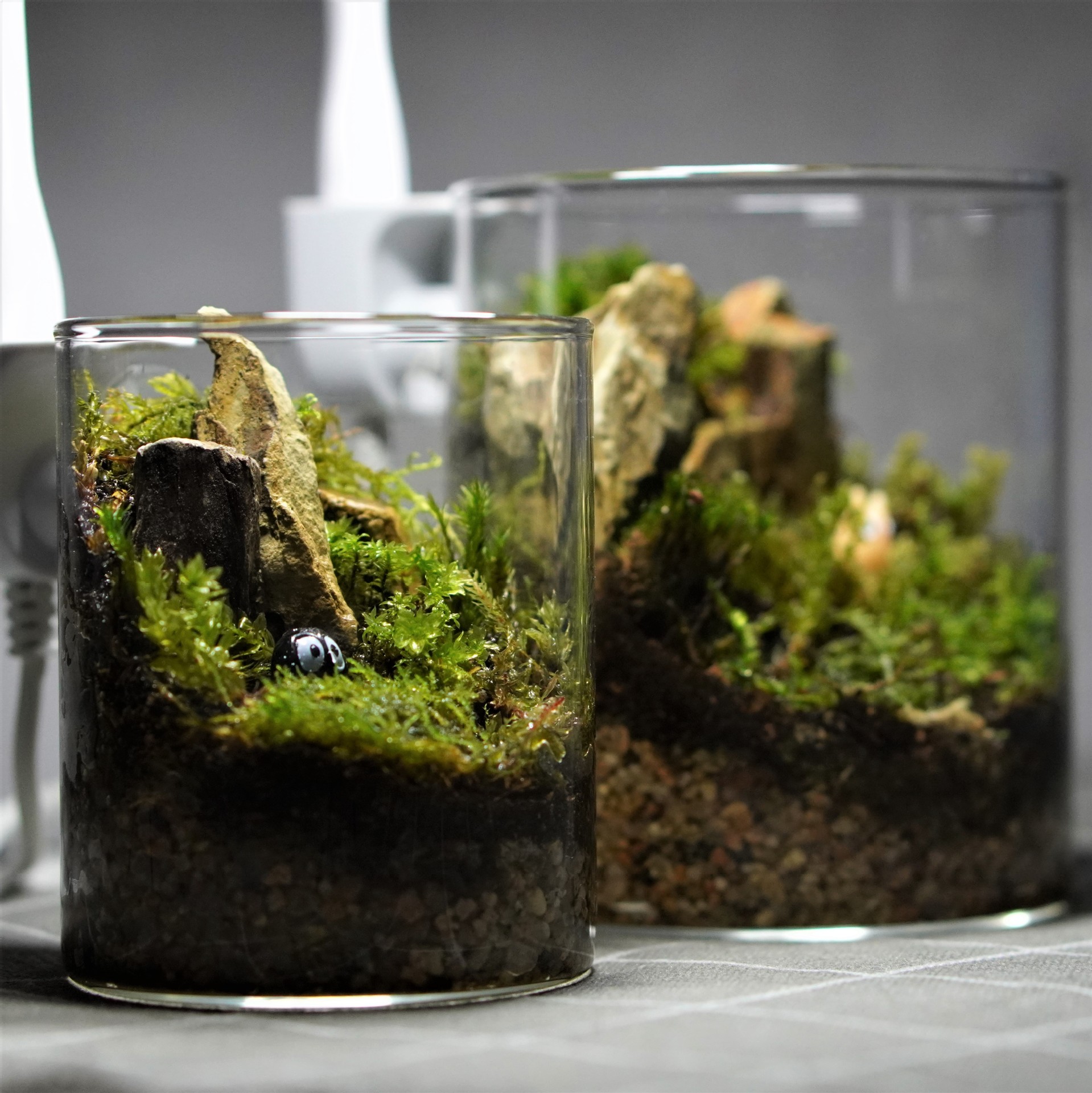 微型玻璃缸青苔藓景观生态瓶懒人手残党免打理成品桌面摆件