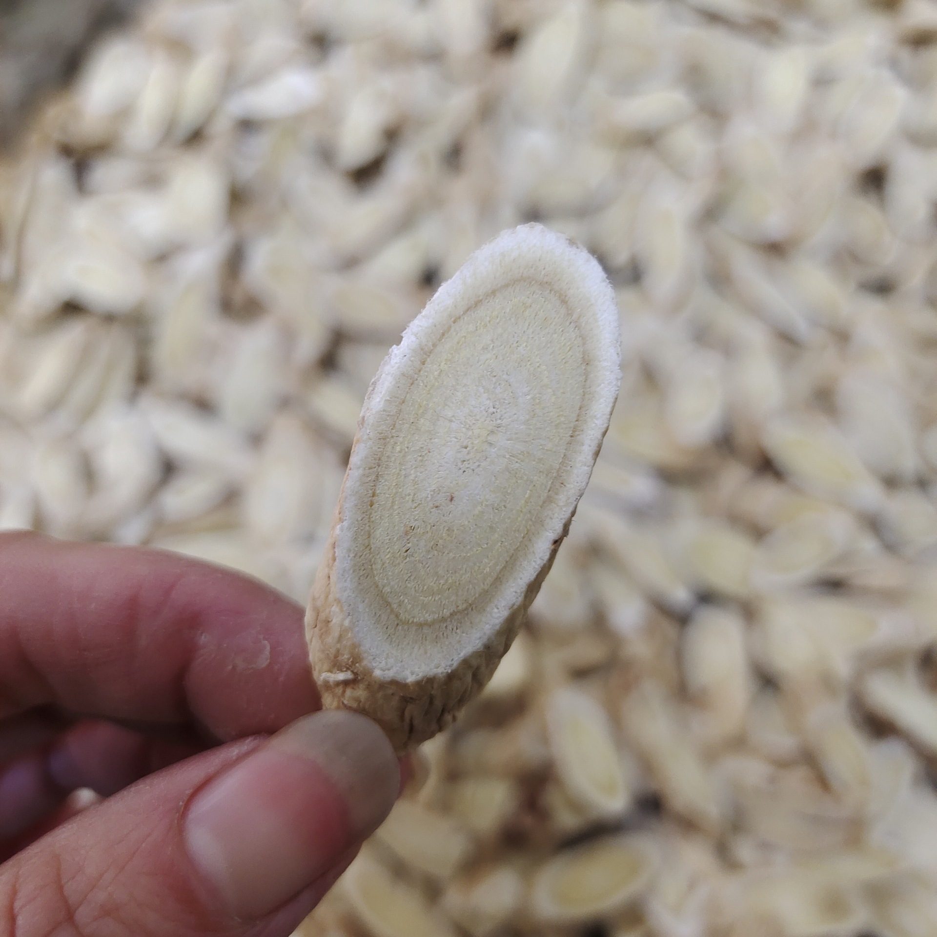 批发多规格甘肃黄芪片黄芪斜片大片小片中片圆片黄芪瓜子片大货